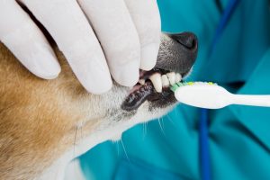 Veterinary Dentistry Jacksonville FL